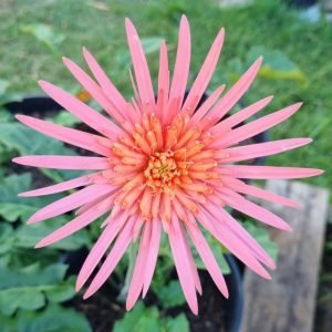 Mid Pink Semi Double