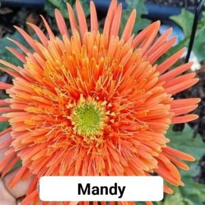 Mandy / Mandarine (Bauer) - 100mm pot