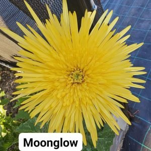 Moonglow Double Gerbera