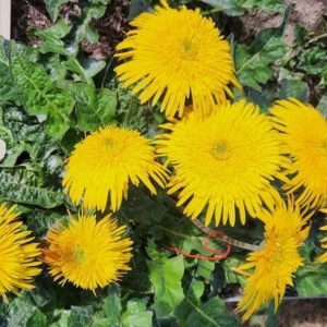 Large Yellow Double Gerbera