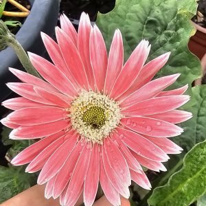 Small pink with white tips single