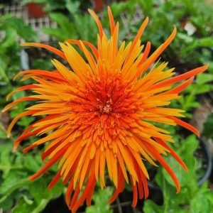 Large Spider Orange - 100mm pot