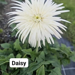 Daisy Double Gerbera Gerbera Connection Exclusive