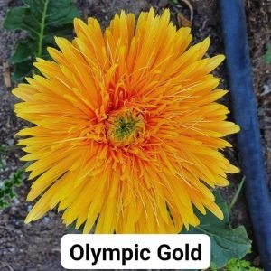 Bauer Olympic Gold - 100mm pot