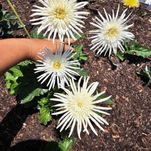 White Semi Double - 100mm pot