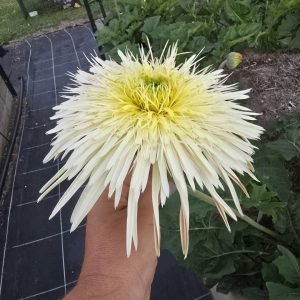 Bauer Champagne - 100mm pot