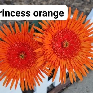 Princess Orange