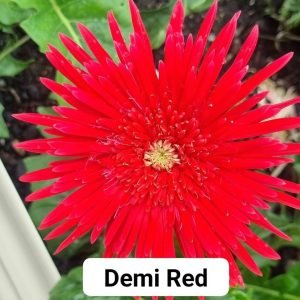 Demi Red - 100mm pot