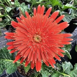 Devecchi Red - 100mm pot