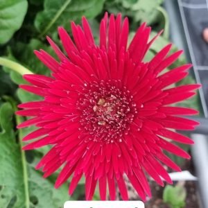 Ruby Double Gerbera (to be posted end of May)