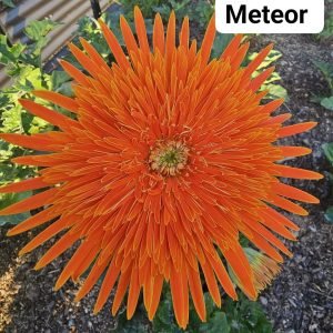 Meteor Bauer Gerbera
