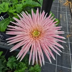 Angel Pink Double Gerbera - 100mm pot