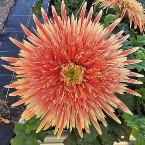 Duchess Gerbera Connection Exclusive