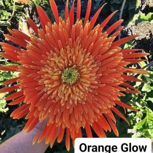 Orange Glow Gerbera Connection Exclusive - 100mm pot