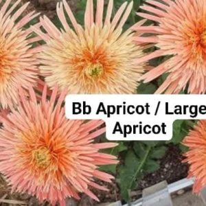 Bauer Large Apricot (BB's Apricot)