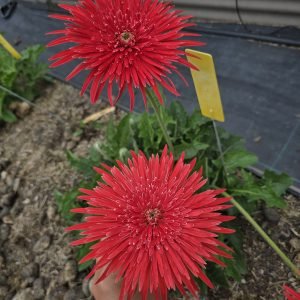 Desiree Gerbera Connection Exclusive