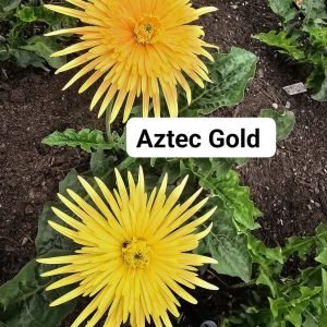 Aztec Gold