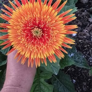 Cheryl's Orange - 100mm pot