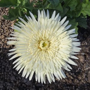 Vanilla Ice Cream Gerbera Connection Exclusive