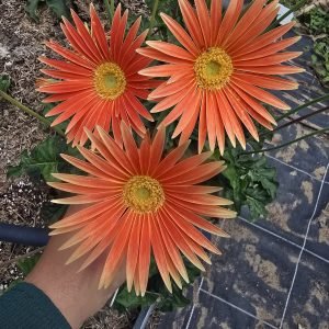 Tall stemmed apricot Gerbera Connection Exclusive - BARE ROOT