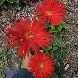 Large tall stemmed red Gerbera Connection Exclusive