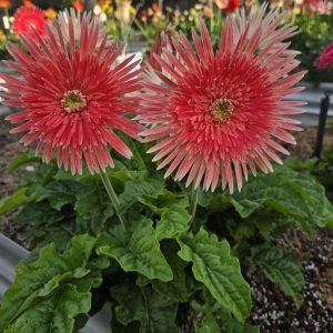 Sorbet Sky Gerbera Connection Exclusive