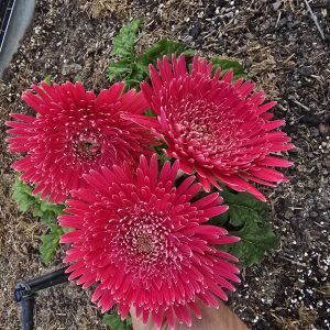 Berry Blush Gerbera Connection Exclusive - BARE ROOT