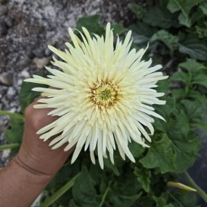 Ivory Lace Gerbera Connection Exclusive
