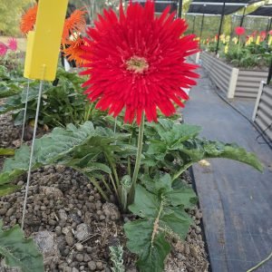 Love Story Gerbera Connection Exclusive