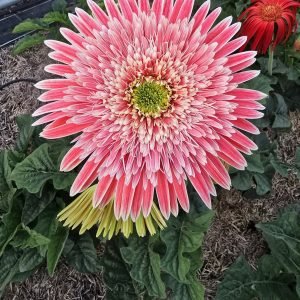 Athena Gerbera Connection Exclusive