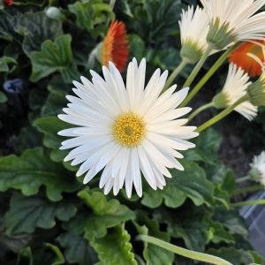 White Gerbera Connection Exclusive - 100mm pot