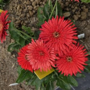 Pomona Gerbera Connection Exclusive