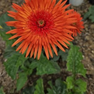 Bronzewood Gerbera Connection Exclusive