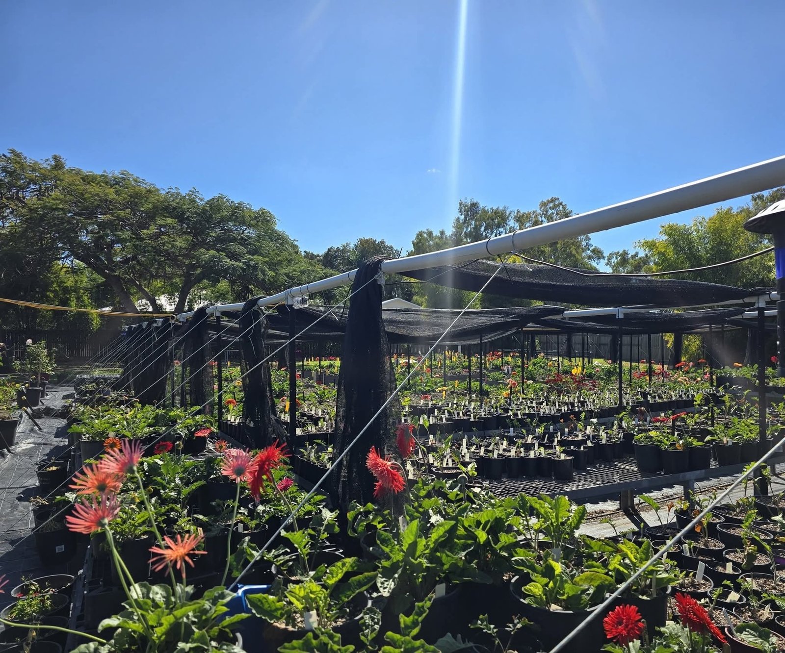 The Gerbera Connection