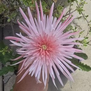 Baby pink semi double - 100mm pot