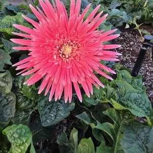 Lauren Gerbera Connection Exclusive - 100mm pot