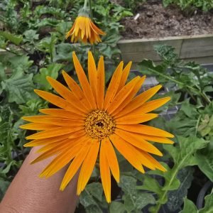 Orange single - 140mm pot