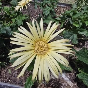 Cream long stemmed single - bare root